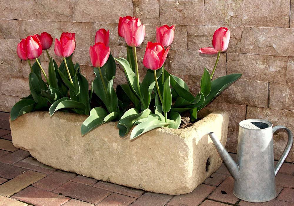 Tulipe en pot