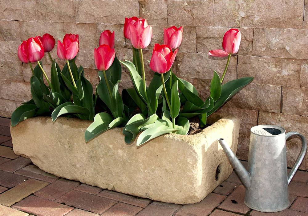 Planter des tulipes : que planter avec des tulipes ?