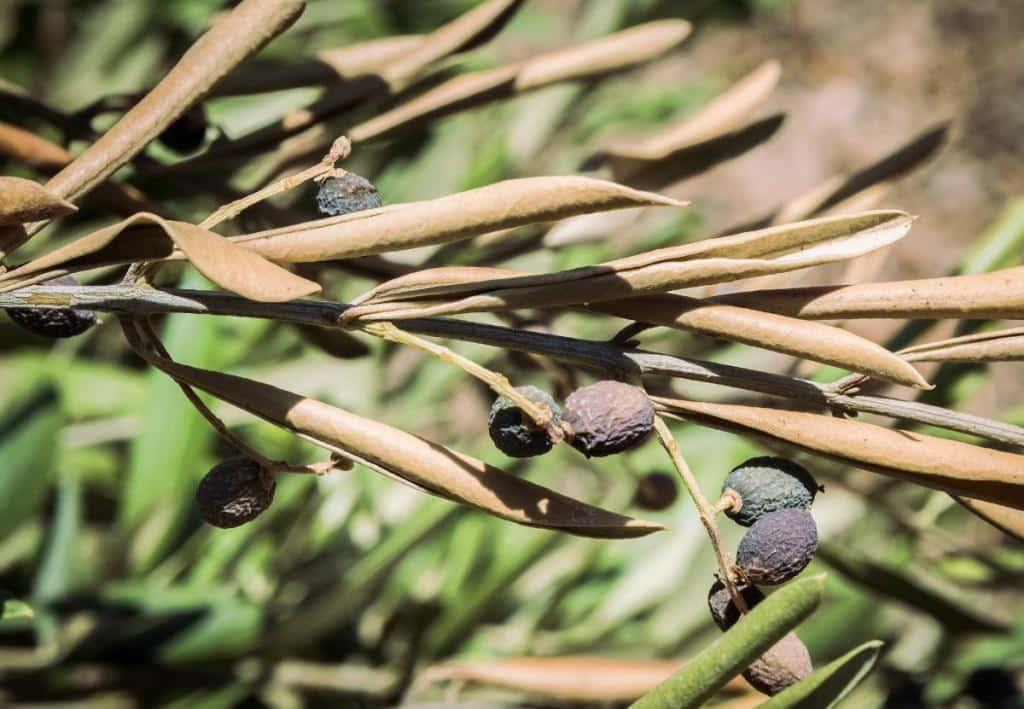 Xylella fastidiosa - bacterie olivier