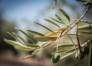 Xylella fastidiosa - maladie olivier traitement bacterie