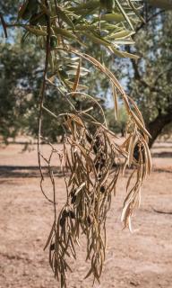 Xylella fastidiosa - olivier malade bacterie symptomes