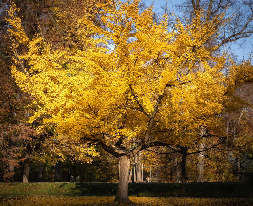 arbre au feuille feuillage jaune or