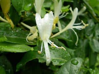 chevrefeuille - Lonicera japonica