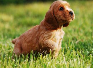 Le cocker spaniel anglais, un chien qui aime l'eau !