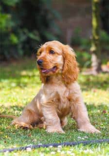 Le cocker spaniel anglais, un chien qui aime l'eau !