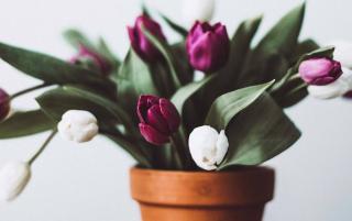 cultiver tulipe en pot