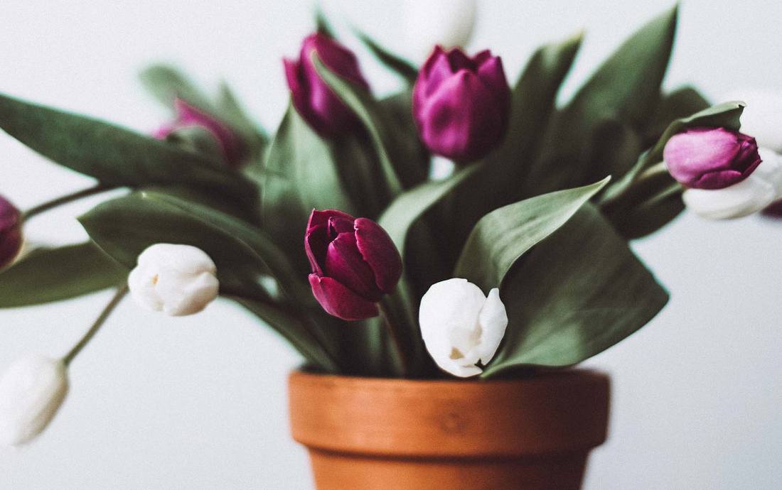 Tulipe en pot : plantation, culture et conseils d'entretien