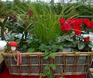 cyclamen et graminée