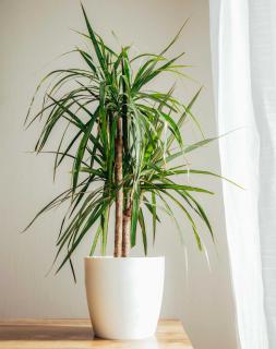 dracaena plantation rempotage en pot