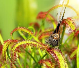 drosera qui attrape un insecte colle