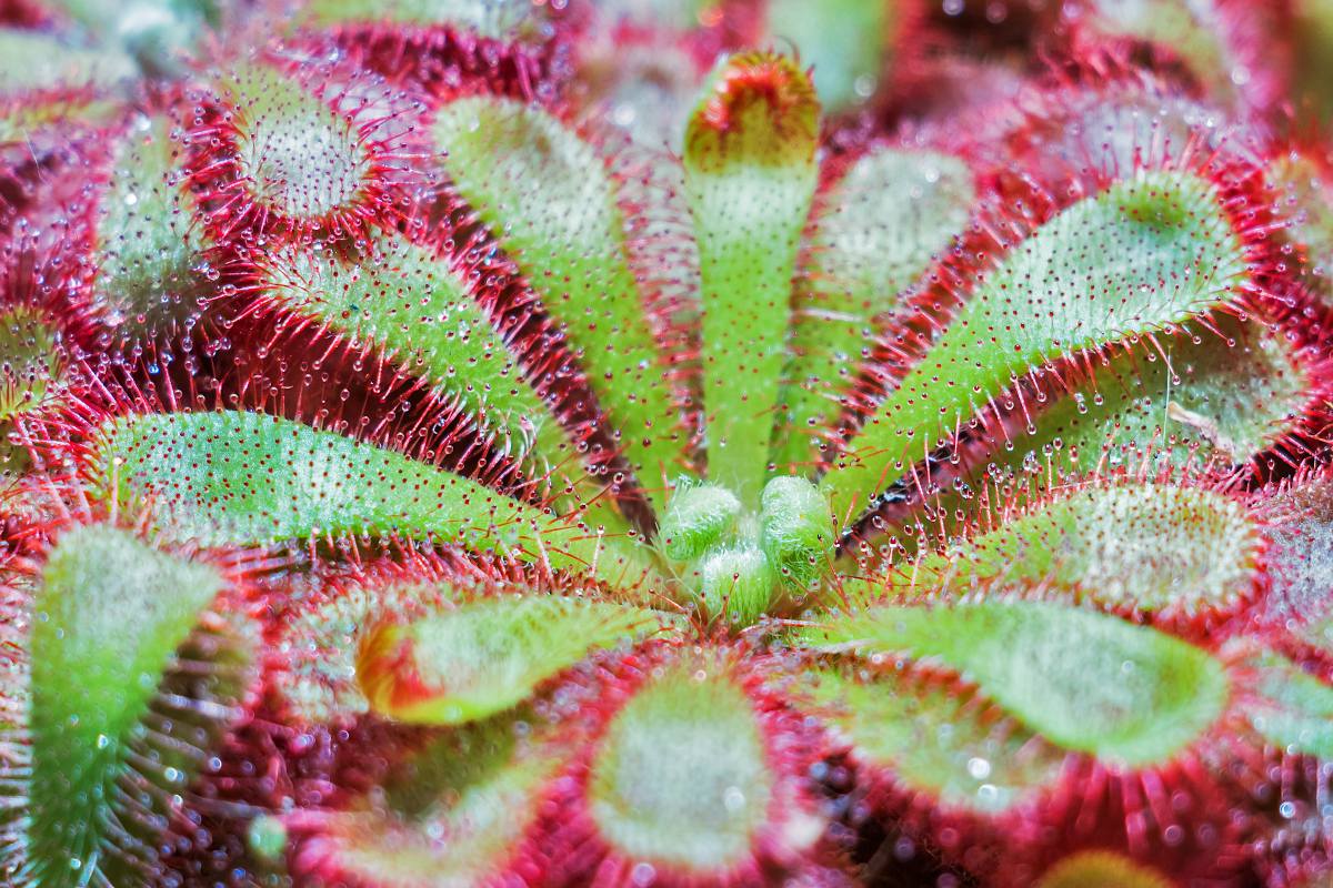 Drosera capensis fleur rose attrape-moucherons Plante carnivore vivante -   France