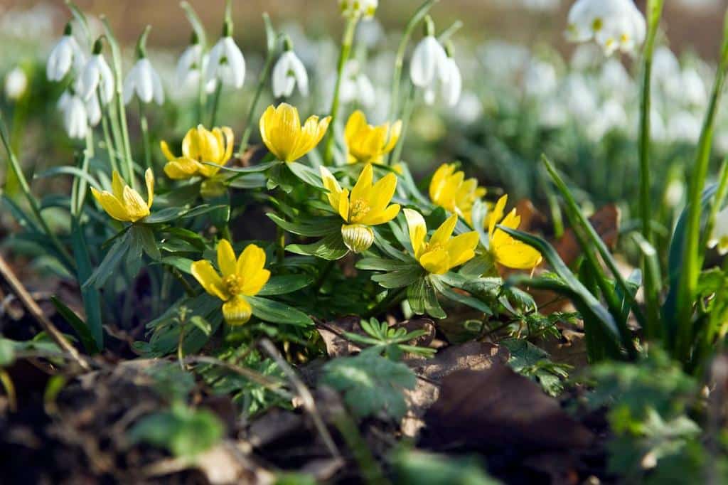 fleur a bulbe rocaille printemps