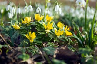 fleur a bulbe rocaille printemps