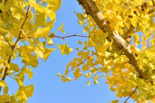 gingko biloba automne feuilles jaune or