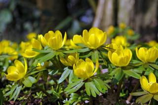 helleborine - aconith hiver jaune