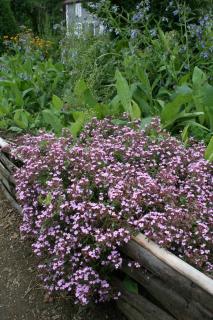 jardin de cure plantes