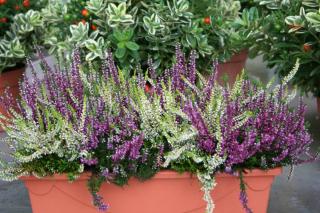 jardiniere potee balconniere bruyere calluna