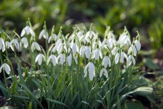 perce neige rocaille hiver