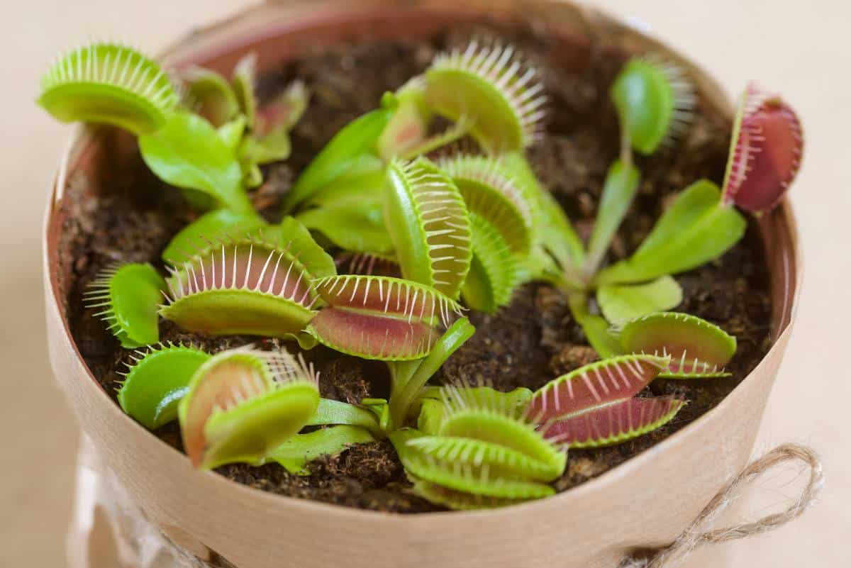 Quelle plante carnivore contre les moucherons ?