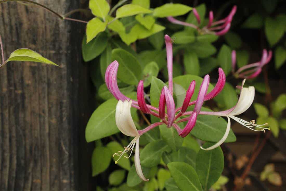 10 fleurs d'hiver - Plantes, arbustes, grimpantes - Jardiner Malin