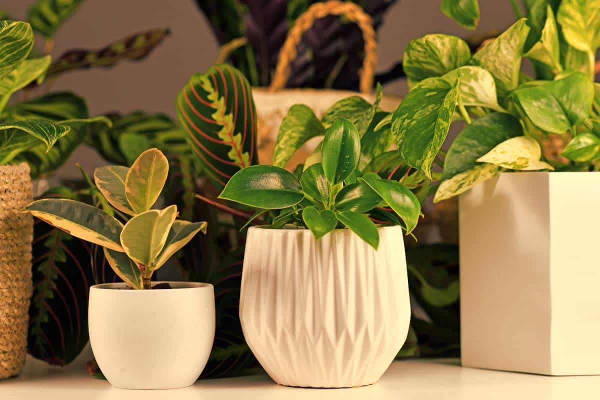 5 plantes d'intérieur pour une pièce à faible luminosité