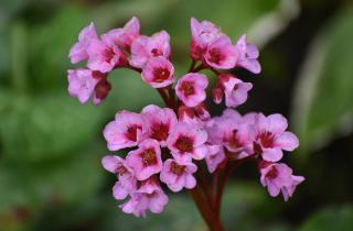 plante qui fleurit ombre massif