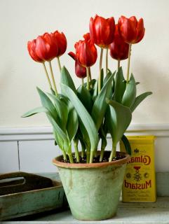 planter tulipe en pot