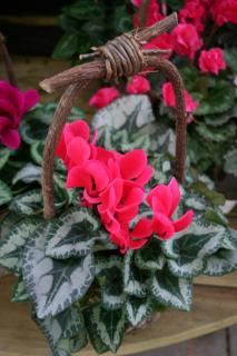 potee jardiniere balconniere automne