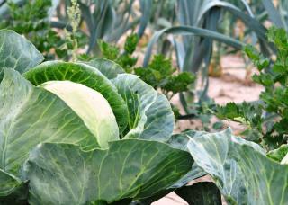 quels legumes cultiver en hiver ?