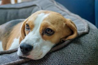 Le beagle un chien jovial et sportif