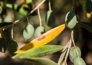 reconnaitre Xylella fastidiosa - maladie olivier qui deperit