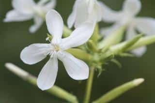 saponaria fleur plante a savon
