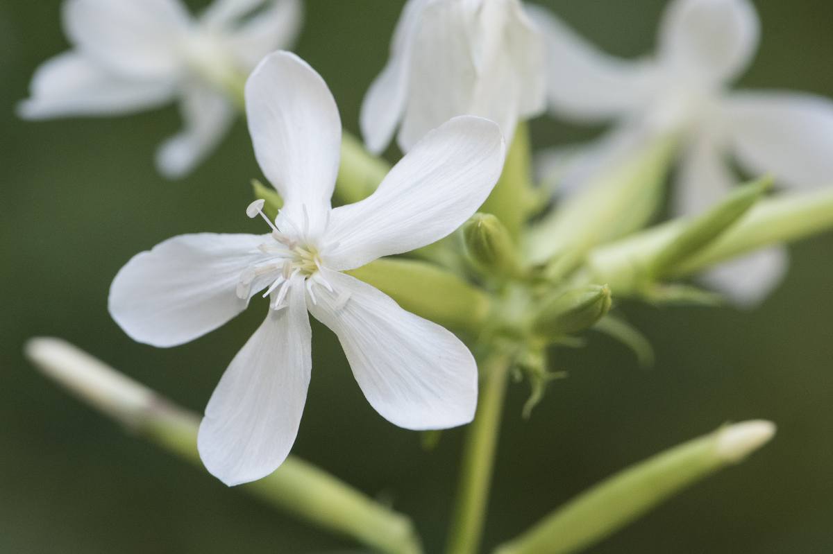 saponaria fleur plante a savon