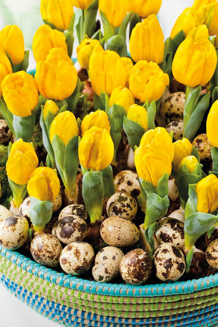 Tulipe en pot : plantation, culture et conseils d'entretien