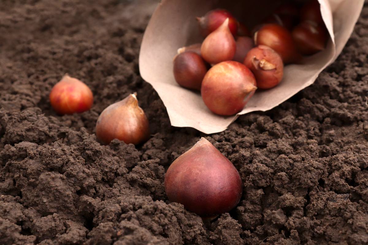 La tulipe : un bulbe à fleurs à choisir avec attention