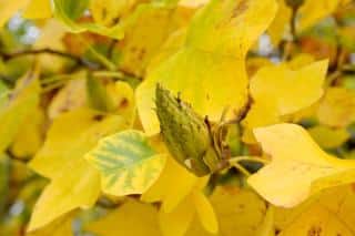 tuliper de virginie - Liriodendron tulipifera - automne feuille jaune