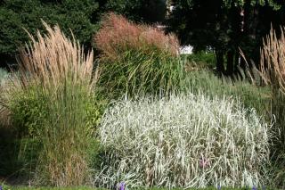 Calamagrostis x acutiflora, Phalaris arundinacea 'Picta', Miscanthus sinensis 'Morning Light_'