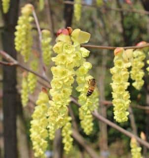 Corylopsis entretien