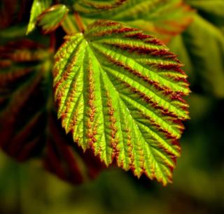 Corylopsis feuille feuillage