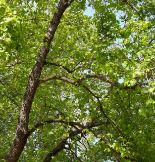 Corylus colurna - noisetier de Byzance