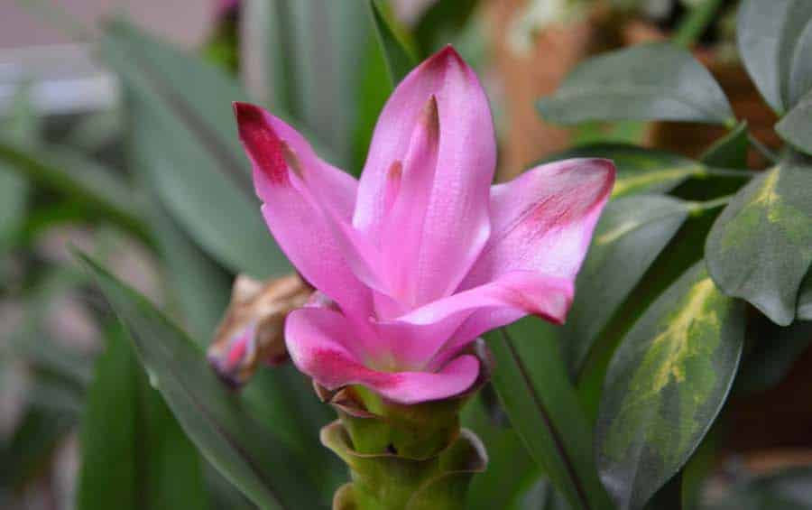 Culture Curcuma alismatifolia - tulipe thailandaise