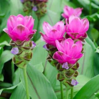 Curcuma alismatifolia - tulipe thailandaise