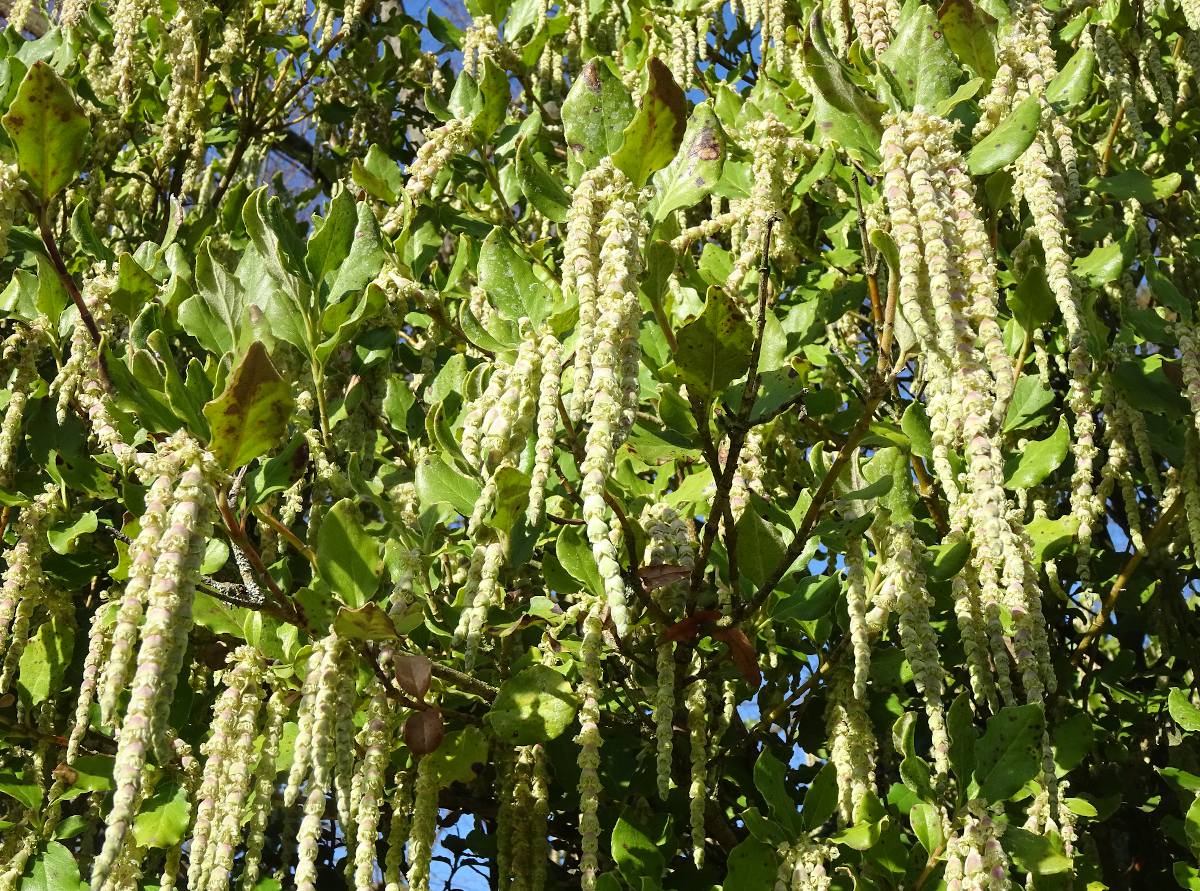 Entretien Garrya elliptica - Garrya elliptique