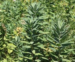 Euphorbe characias