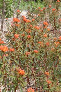 Euphorbia griffithii 'Fire Glow'