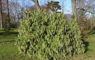 Garrya elliptica - Garrya elliptique dans un jardin