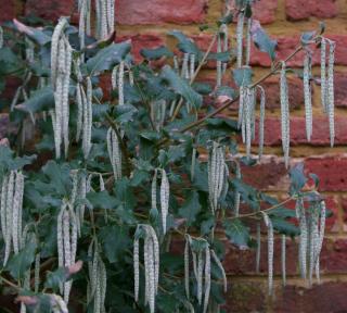 Garrya elliptica - Garrya elliptique en pot