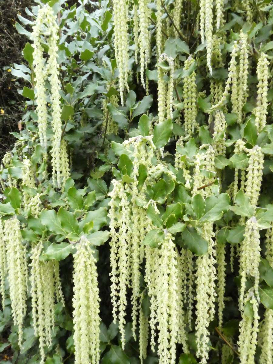 Garrya elliptica - Garrya elliptique