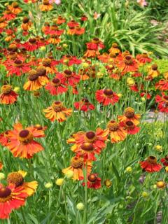 Helenium x Moerheim Beauty'