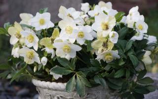 Hellebore blanche_white beauty